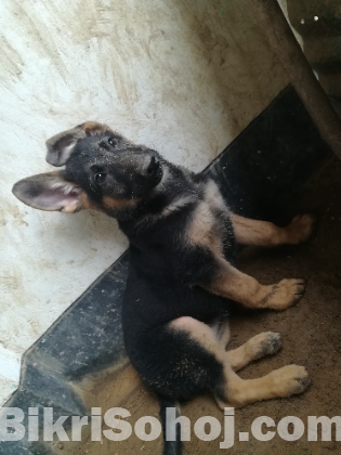 German Shepherd puppy